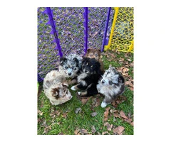 Merle and tri Australian Shepherd puppies - 2