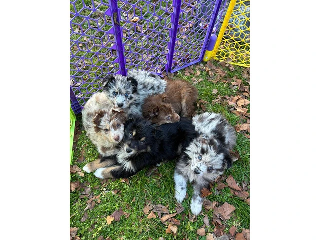 Merle and tri Australian Shepherd puppies - 3/5