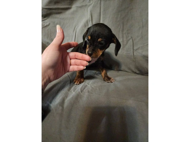 5 Cheagle puppies need new homes - 1/10