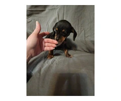 5 Cheagle puppies need new homes