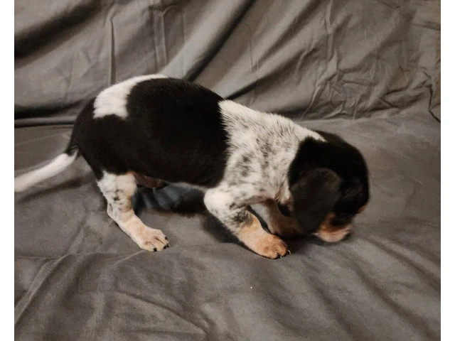 5 Cheagle puppies need new homes - 2/10