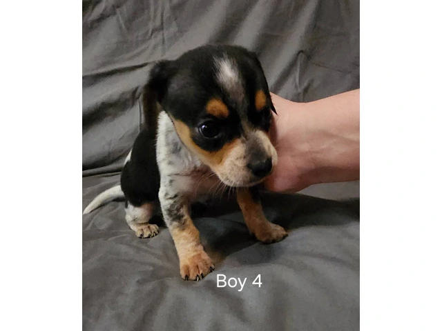 5 Cheagle puppies need new homes - 3/10