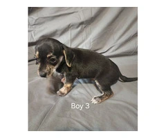 5 Cheagle puppies need new homes - 5
