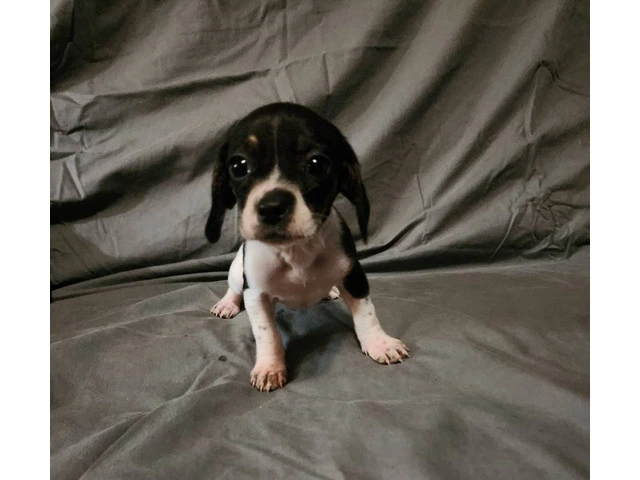 5 Cheagle puppies need new homes - 6/10