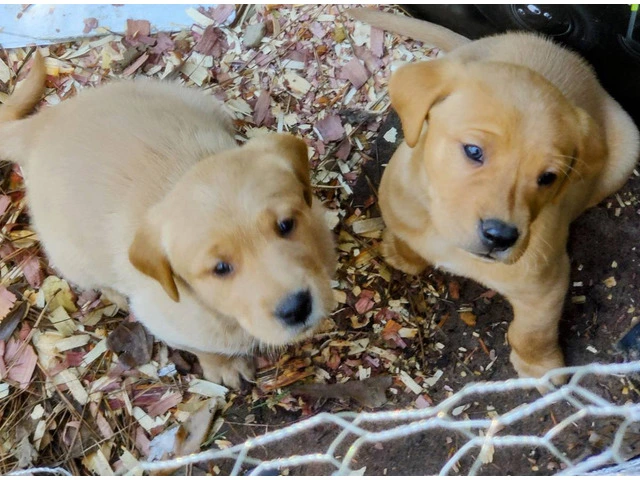 2 Goldador puppies for sale - 1/7