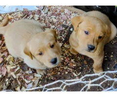 2 Goldador puppies for sale