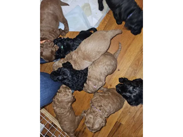 F1bb goldendoodle puppies for sale - 1/5