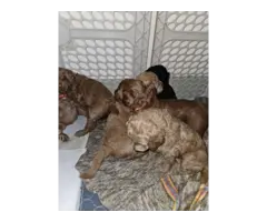F1bb goldendoodle puppies for sale - 2