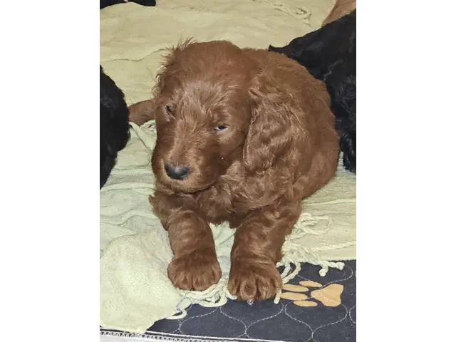 F1bb goldendoodle puppies for sale - 3/5