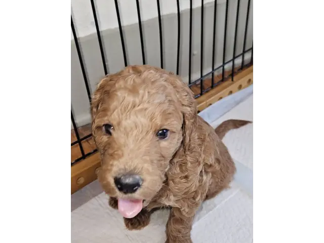 F1bb goldendoodle puppies for sale - 4/5