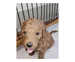 F1bb goldendoodle puppies for sale - 4