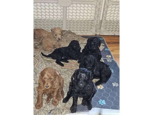 F1bb goldendoodle puppies for sale - 5/5