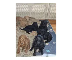 F1bb goldendoodle puppies for sale - 5