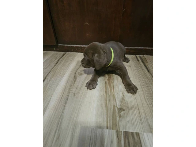 Chocolate and silver AKC Lab Puppies - 2/20