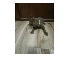 Chocolate and silver AKC Lab Puppies - 2