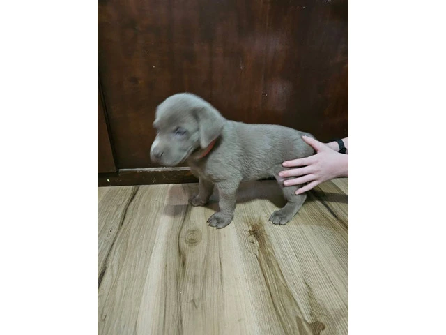 Chocolate and silver AKC Lab Puppies - 14/20