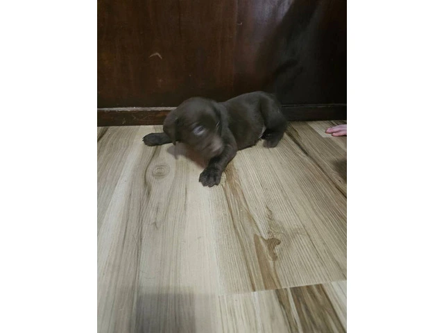 Chocolate and silver AKC Lab Puppies - 16/20