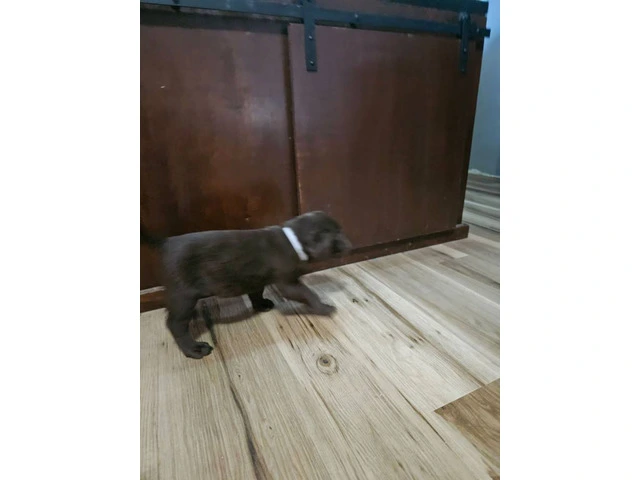 Chocolate and silver AKC Lab Puppies - 18/20