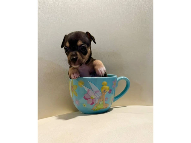 2 Teacup Chihuahua puppies - 5/5