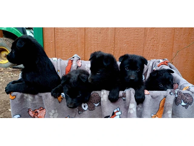 Solid Black German Shepherd puppies - 1/7