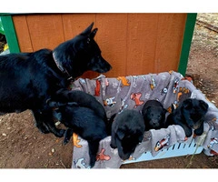 Solid Black German Shepherd puppies - 2