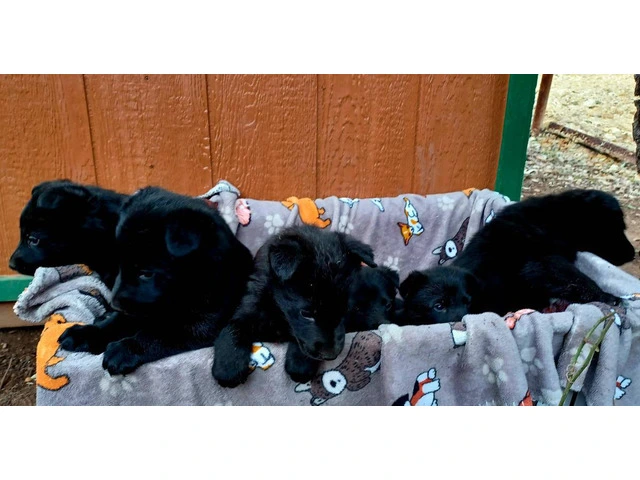 Solid Black German Shepherd puppies - 3/7