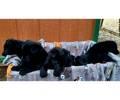 Solid Black German Shepherd puppies - 3