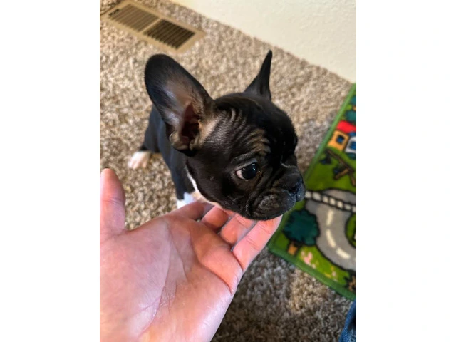 4 Frenchton pups for sale - 1/8