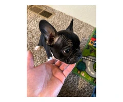 4 Frenchton pups for sale - 1