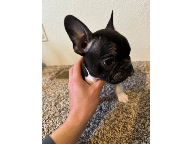 4 Frenchton pups for sale - 2/8