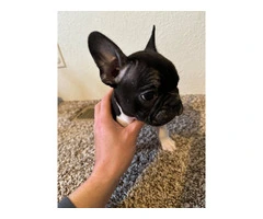 4 Frenchton pups for sale - 2