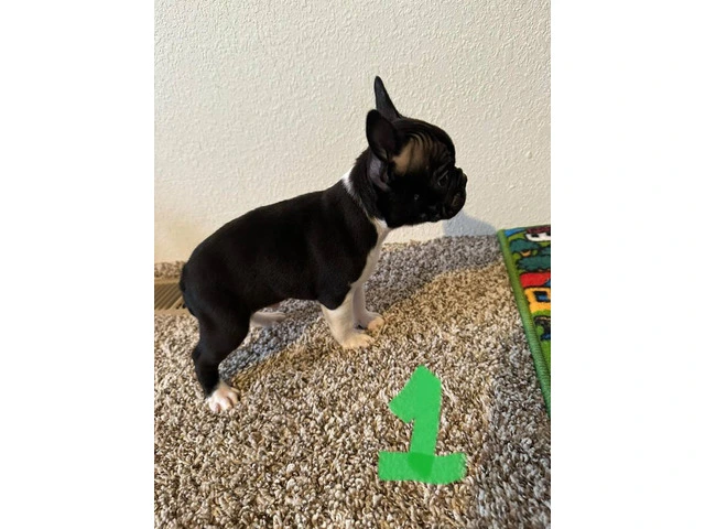 4 Frenchton pups for sale - 3/8