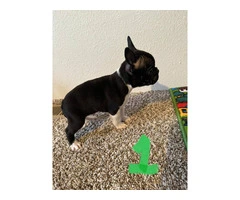 4 Frenchton pups for sale - 3