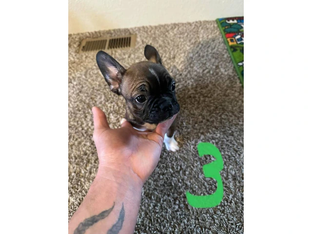 4 Frenchton pups for sale - 5/8