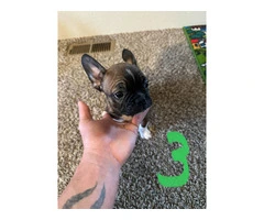 4 Frenchton pups for sale - 5