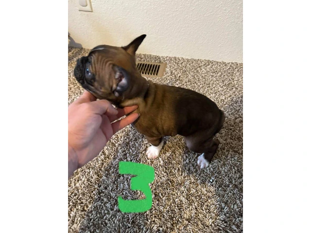 4 Frenchton pups for sale - 6/8