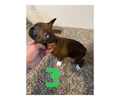 4 Frenchton pups for sale - 6