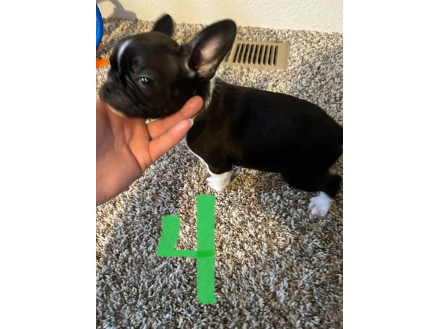 4 Frenchton pups for sale - 7/8