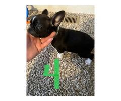 4 Frenchton pups for sale - 7