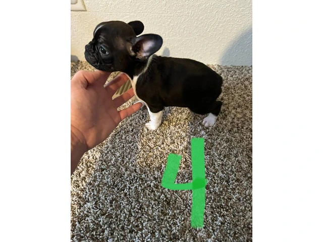 4 Frenchton pups for sale - 8/8