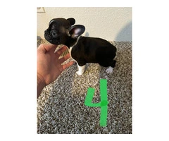 4 Frenchton pups for sale - 8