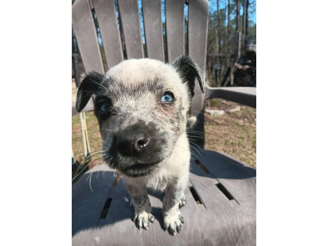 Blue eyed Blue Heeler puppies - 1/8