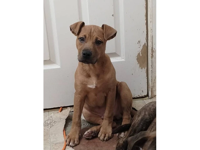 Little male pitbull pup needs a home - 4/4