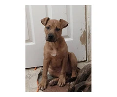 Little male pitbull pup needs a home - 4