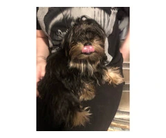 Beautiful doll face Morkie for sale