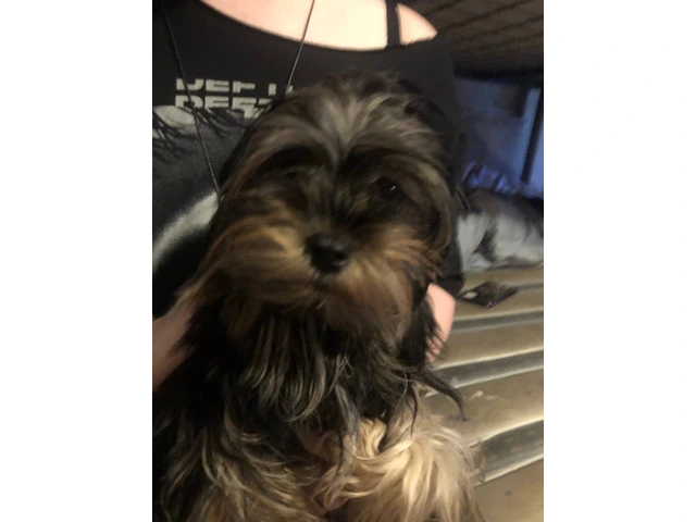 Beautiful doll face Morkie for sale - 2/5