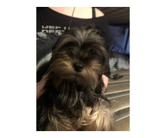 Beautiful doll face Morkie for sale - 2