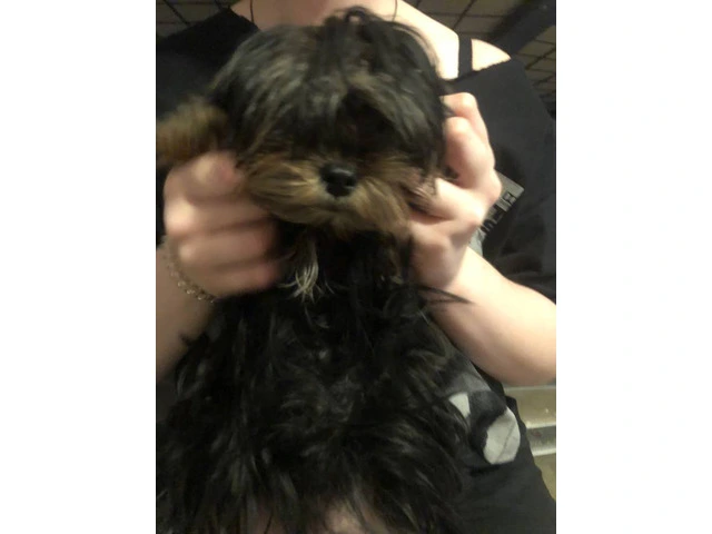 Beautiful doll face Morkie for sale - 4/5