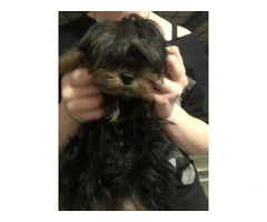 Beautiful doll face Morkie for sale - 4