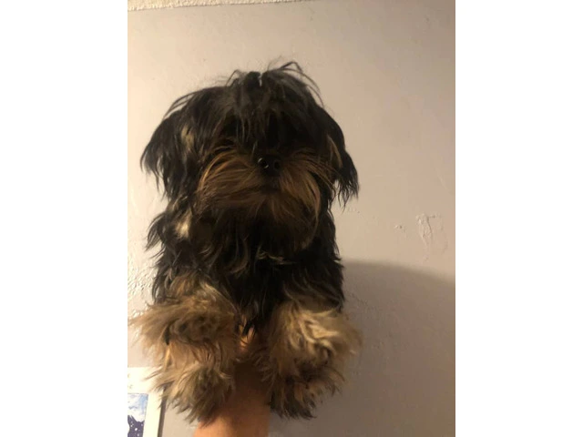 Beautiful doll face Morkie for sale - 5/5